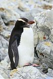 Erect-crested Penguin